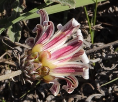 Arctotis pinnatifida