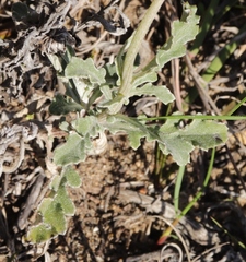 Arctotis pinnatifida