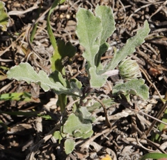 Arctotis pinnatifida