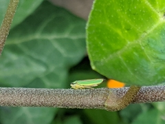 Graphocephala fennahi