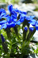 Gentiana bavarica