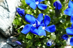 Gentiana bavarica