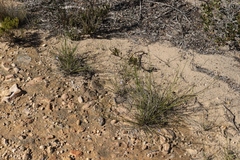 Lobelia capillifolia