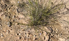 Lobelia capillifolia