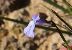 Lobelia capillifolia