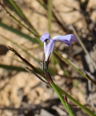 Lobelia capillifolia