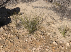 Lobelia capillifolia