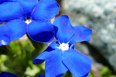 Gentiana bavarica