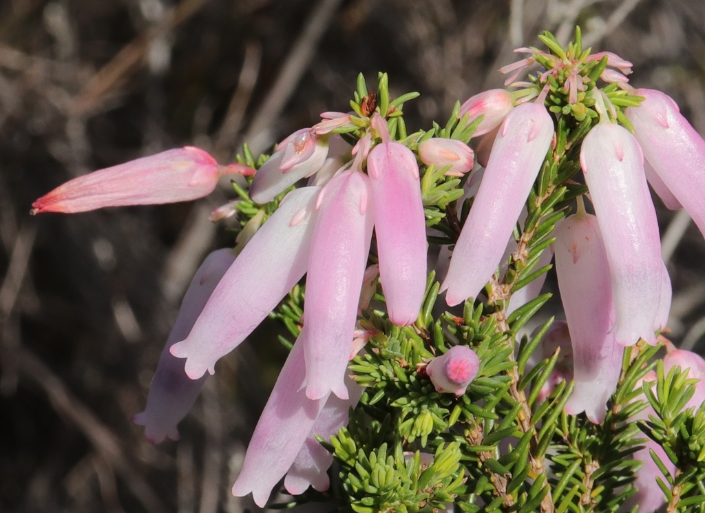 Bridal Heath