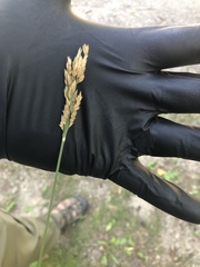 Calamagrostis × acutiflora