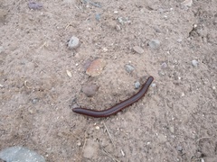 Orthoporus