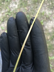 Calamagrostis × acutiflora