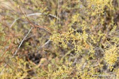 Thesium divaricatum
