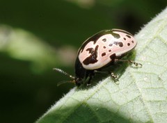 Calligrapha ancoralis