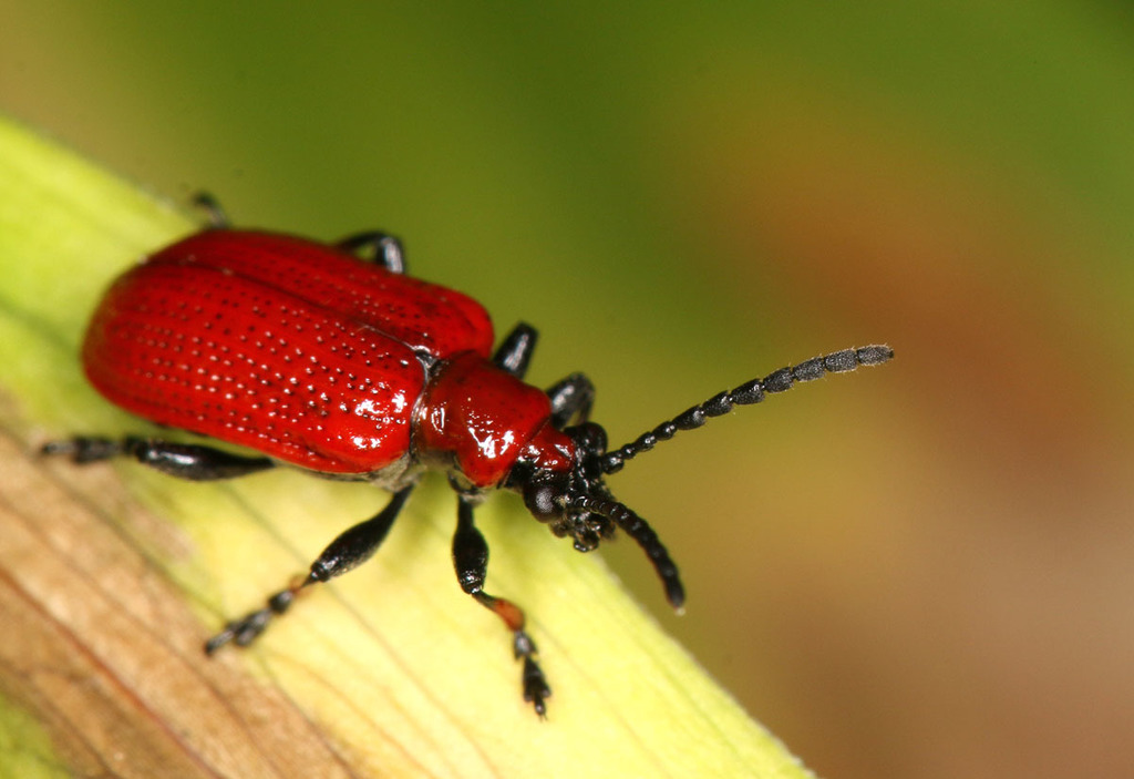 Lilioceris tibialis