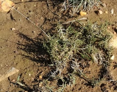 Urochloa serrata