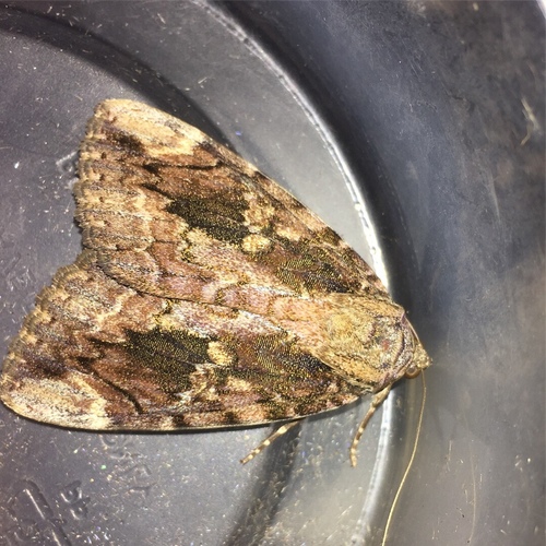 Betrothed Underwing