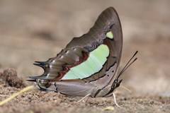 Polyura bharata