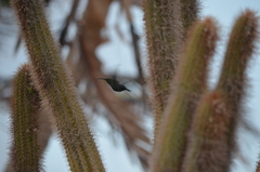 Eulampis holosericeus