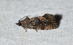 Gymnandrosoma punctidiscanum
