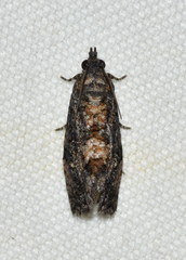 Gymnandrosoma punctidiscanum