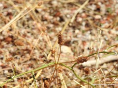 Lavandula pedunculata