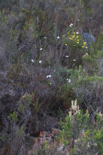 Image of Adenandra villosa by (c) Tony Rebelo, some rights reserved (CC BY-SA)