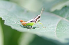 Phaedrotettix violai