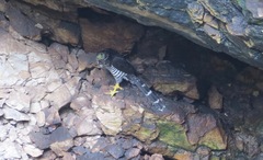 Micrastur semitorquatus