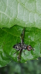 Senopterina