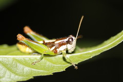 Phaedrotettix violai