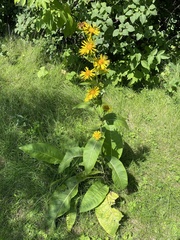 Inula racemosa