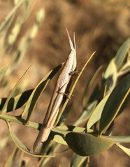 Brachycrotaphus tryxalicerus