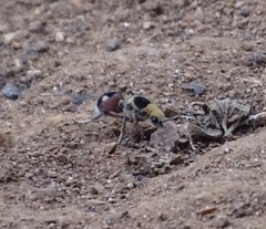 Dasymutilla sicheliana