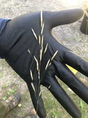 Bromus pumpellianus