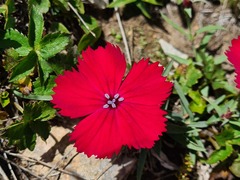 Dianthus vladimirii