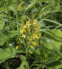 Lysimachia davurica
