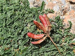 Astragalus sanguinolentus