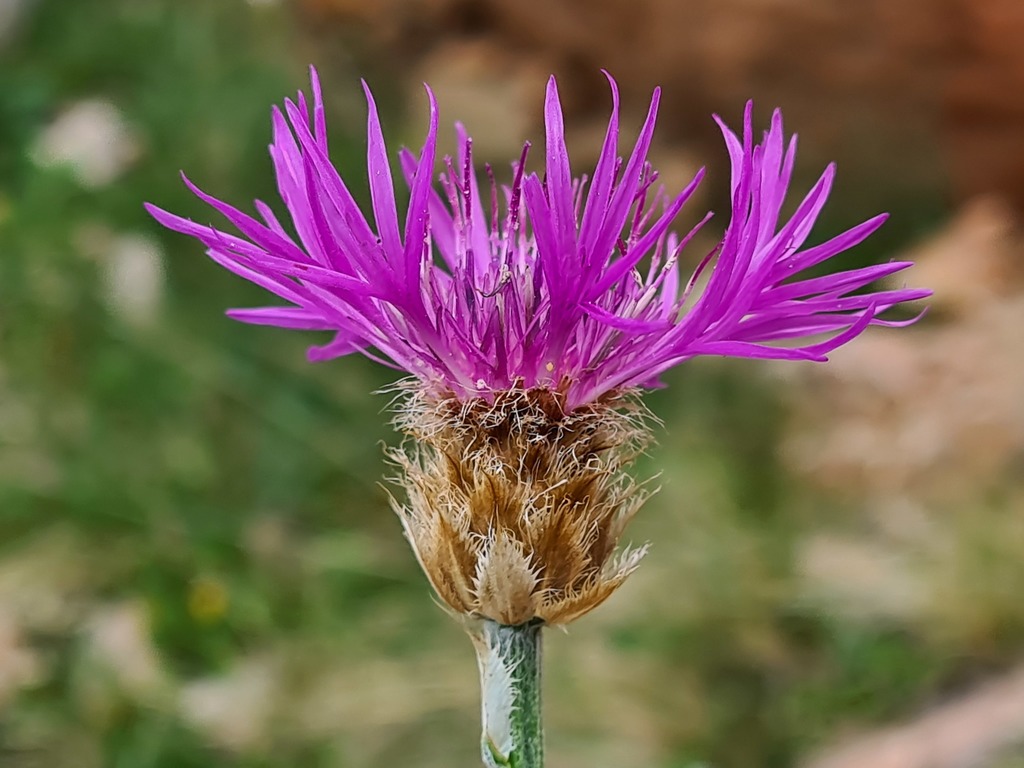 Psephellus caucasicus