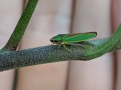 Graphocephala fennahi