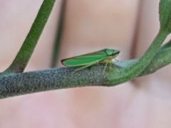 Graphocephala fennahi