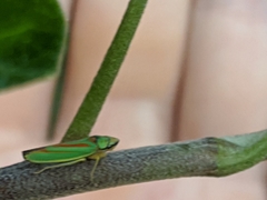 Graphocephala fennahi