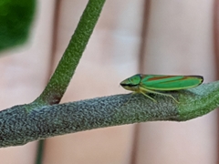 Graphocephala fennahi