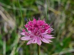 Astrantia trifida