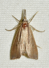 Eoreuma densellus