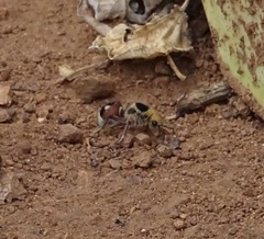 Dasymutilla sicheliana