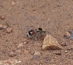 Dasymutilla sicheliana