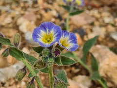 Nonea versicolor