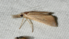 Eoreuma densellus
