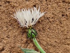 Centaurea cheiranthifolia
